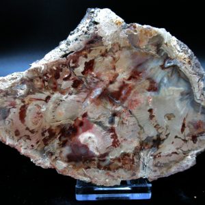 Genuine Triassic Age Large Petrified Wood Slice Fossils for Sale from Madagascar #53