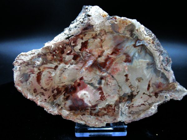 Genuine Triassic Age Large Petrified Wood Slice Fossils for Sale from Madagascar #53