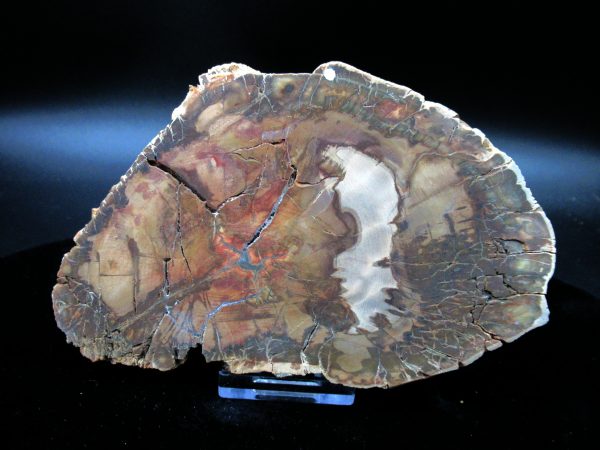 Genuine Triassic Age Large Petrified Wood Slice Fossils for Sale from Madagascar #54a