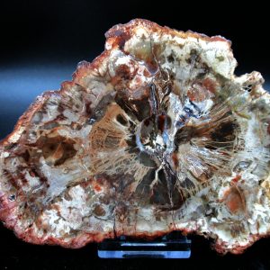 Genuine Triassic Age Large Petrified Wood Slice Fossils for Sale from Madagascar #55