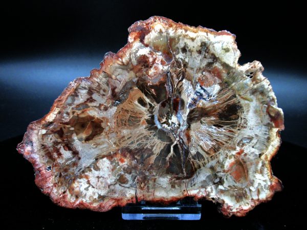 Genuine Triassic Age Large Petrified Wood Slice Fossils for Sale from Madagascar #55