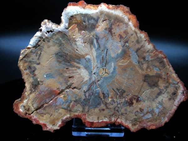 Genuine Triassic Age Large Petrified Wood Slice Fossils for Sale from Madagascar #55a