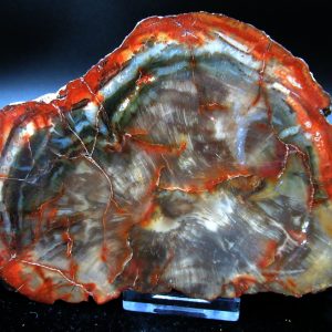 Genuine Triassic Age Large Petrified Wood Slice Fossils for Sale from Madagascar #56