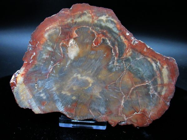 Genuine Triassic Age Large Petrified Wood Slice Fossils for Sale from Madagascar #56a