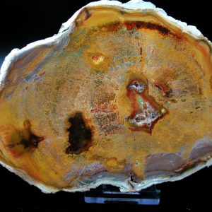 Genuine Triassic Age Large Petrified Wood Slice Fossils for Sale from Madagascar #57