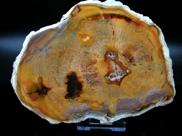 Genuine Triassic Age Large Petrified Wood Slice Fossils for Sale from Madagascar #57