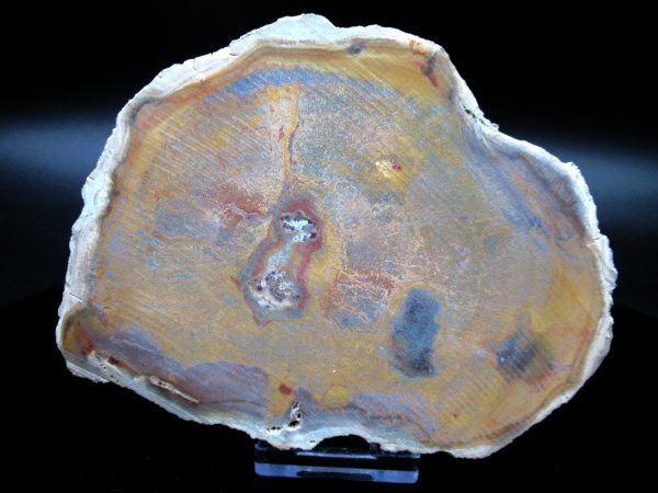 Genuine Triassic Age Large Petrified Wood Slice Fossils for Sale from Madagascar #57a