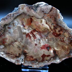 Genuine Triassic Age Large Petrified Wood Slice Fossils for Sale from Madagascar #60