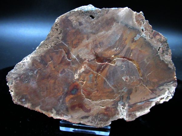 Genuine Triassic Age Large Petrified Wood Slice Fossils for Sale from Madagascar #60a