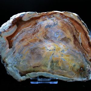 Genuine Triassic Age Large Petrified Wood Slice Fossils for Sale from Madagascar #61