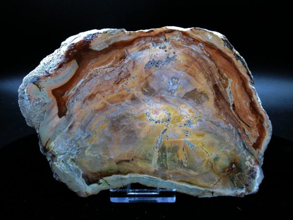 Genuine Triassic Age Large Petrified Wood Slice Fossils for Sale from Madagascar #61