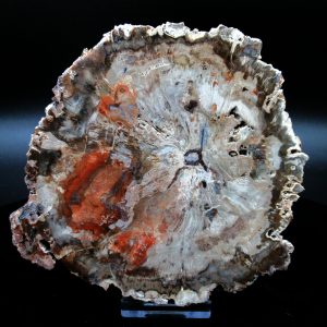 Genuine Triassic Age Large Petrified Wood Slice Fossils for Sale from Madagascar #62