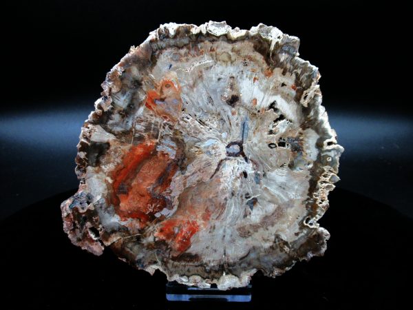 Genuine Triassic Age Large Petrified Wood Slice Fossils for Sale from Madagascar #62