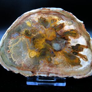 Genuine Triassic Age Medium Petrified Wood Slice Fossils for Sale from Madagascar #41