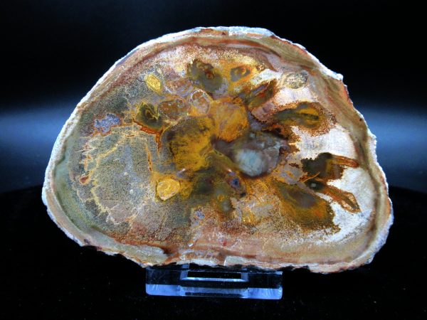 Genuine Triassic Age Medium Petrified Wood Slice Fossils for Sale from Madagascar #41