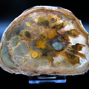 Genuine Triassic Age Medium Petrified Wood Slice Fossils for Sale from Madagascar #42