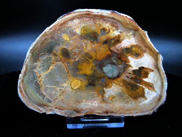 Genuine Triassic Age Medium Petrified Wood Slice Fossils for Sale from Madagascar #42