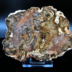 Genuine Triassic Age Medium Petrified Wood Slice Fossils for Sale from Madagascar #43