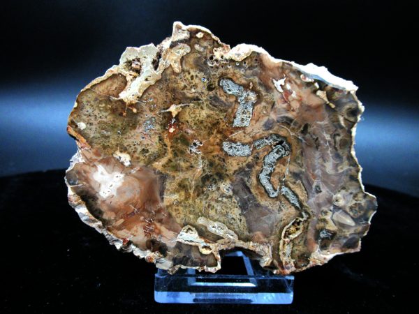 Genuine Triassic Age Medium Petrified Wood Slice Fossils for Sale from Madagascar #43a