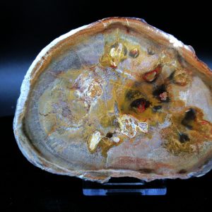 Genuine Triassic Age Medium Petrified Wood Slice Fossils for Sale from Madagascar #44