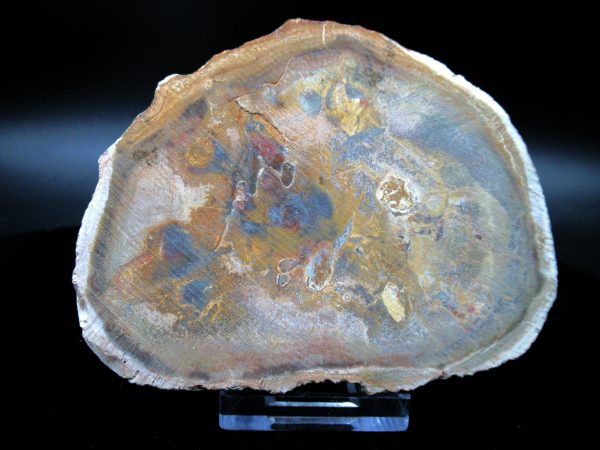 Genuine Triassic Age Medium Petrified Wood Slice Fossils for Sale from Madagascar #44a