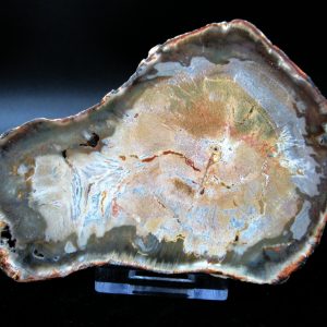 Genuine Triassic Age Medium Petrified Wood Slice Fossils for Sale from Madagascar #45