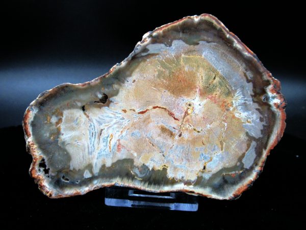 Genuine Triassic Age Medium Petrified Wood Slice Fossils for Sale from Madagascar #45