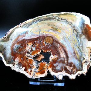 Genuine Triassic Age Medium Petrified Wood Slice Fossils for Sale from Madagascar #46