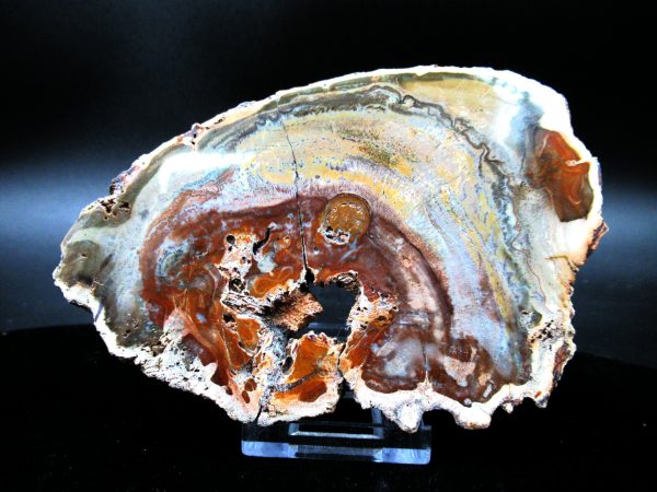 Genuine Triassic Age Medium Petrified Wood Slice Fossils for Sale from Madagascar #46