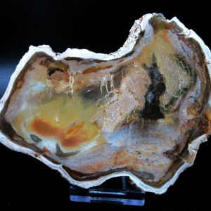 Genuine Triassic Age Medium Petrified Wood Slice Fossils for Sale from Madagascar #48