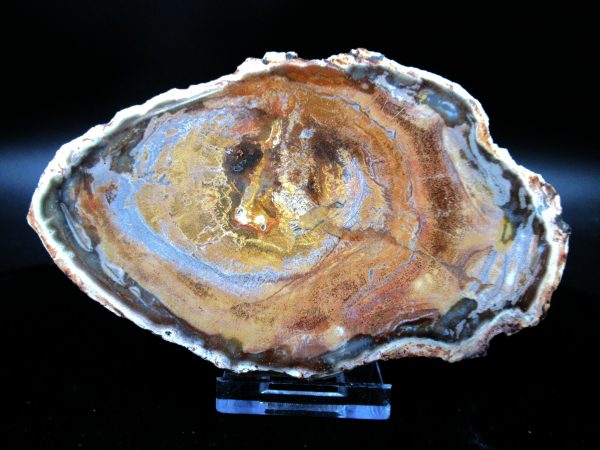 Genuine Triassic Age Medium Petrified Wood Slice Fossils for Sale from Madagascar #49