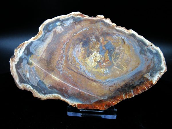 Genuine Triassic Age Medium Petrified Wood Slice Fossils for Sale from Madagascar #49a