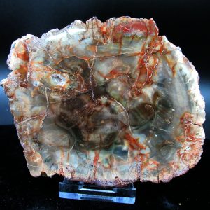 Genuine Triassic Age Medium Petrified Wood Slice Fossils for Sale from Madagascar #50