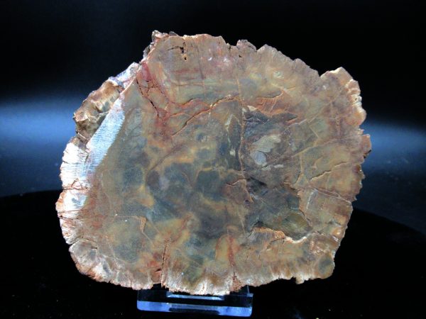 Genuine Triassic Age Medium Petrified Wood Slice Fossils for Sale from Madagascar #50a