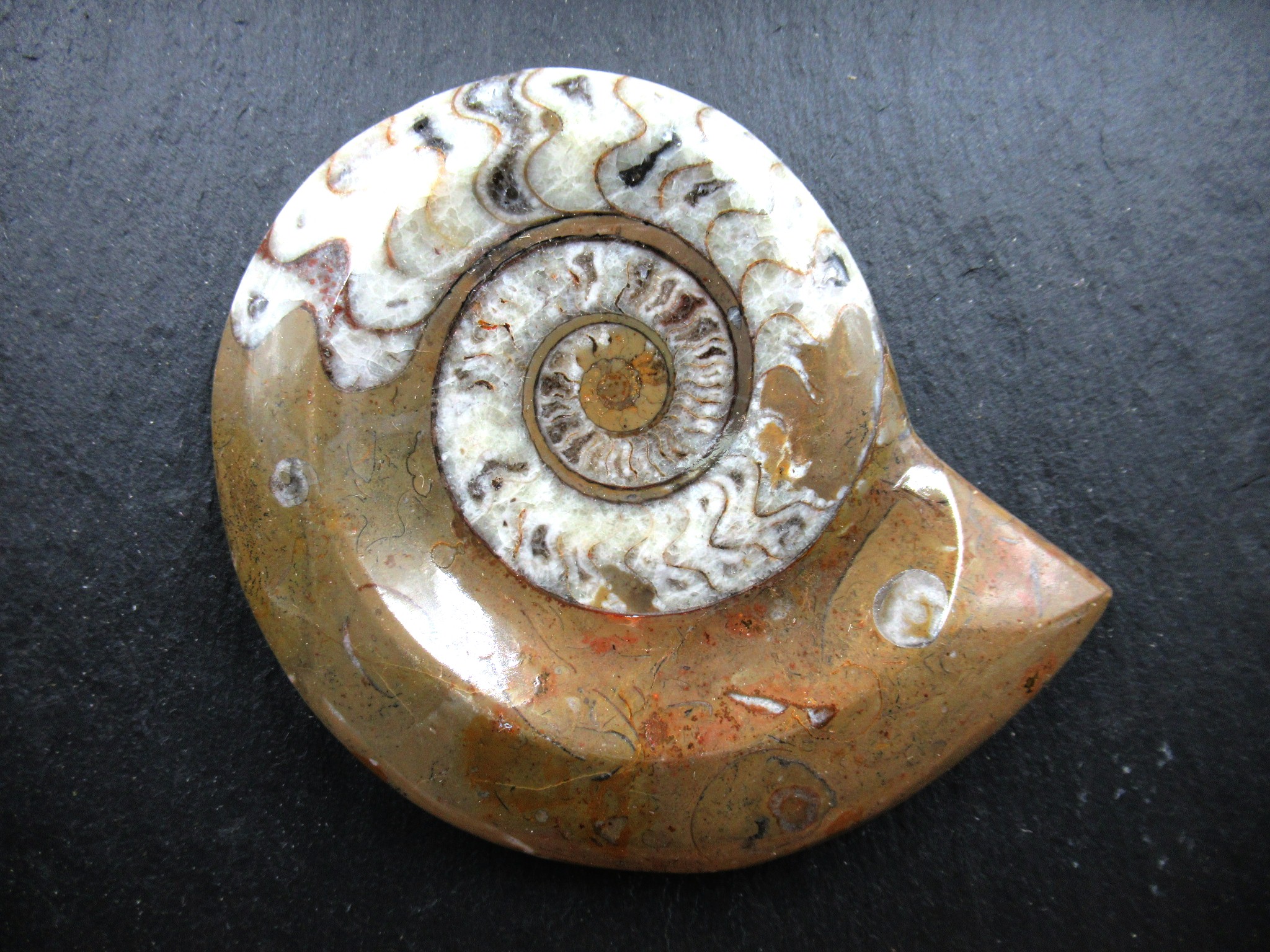 Morocco Devonian Goniatite Lg Frame 10a | Fossils for Sale General Devonian Age Goniatite Lg Frame Fossil From For Morocco Sale #10a