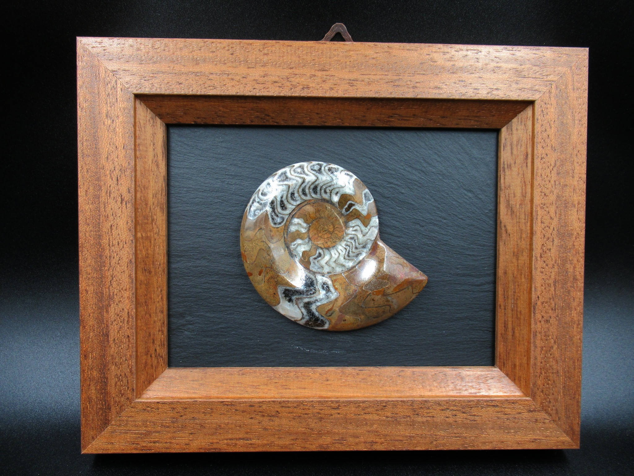 Morocco Devonian Goniatite Lg Frame 6 | Fossils for Sale General Devonian Age Goniatite Lg Frame Fossil From For Morocco Sale #6