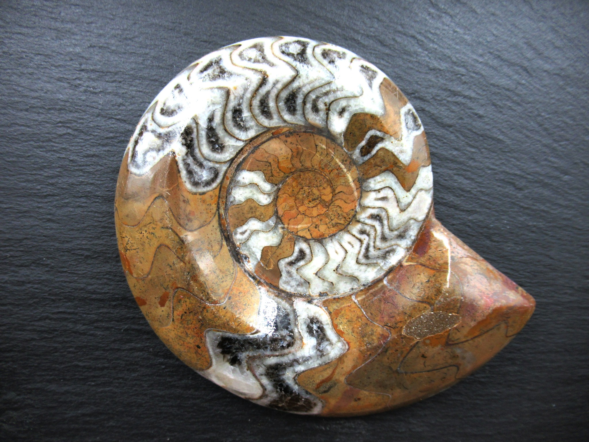 Morocco Devonian Goniatite Lg Frame 6a | Fossils for Sale General Devonian Age Goniatite Lg Frame Fossil From For Morocco Sale #6a