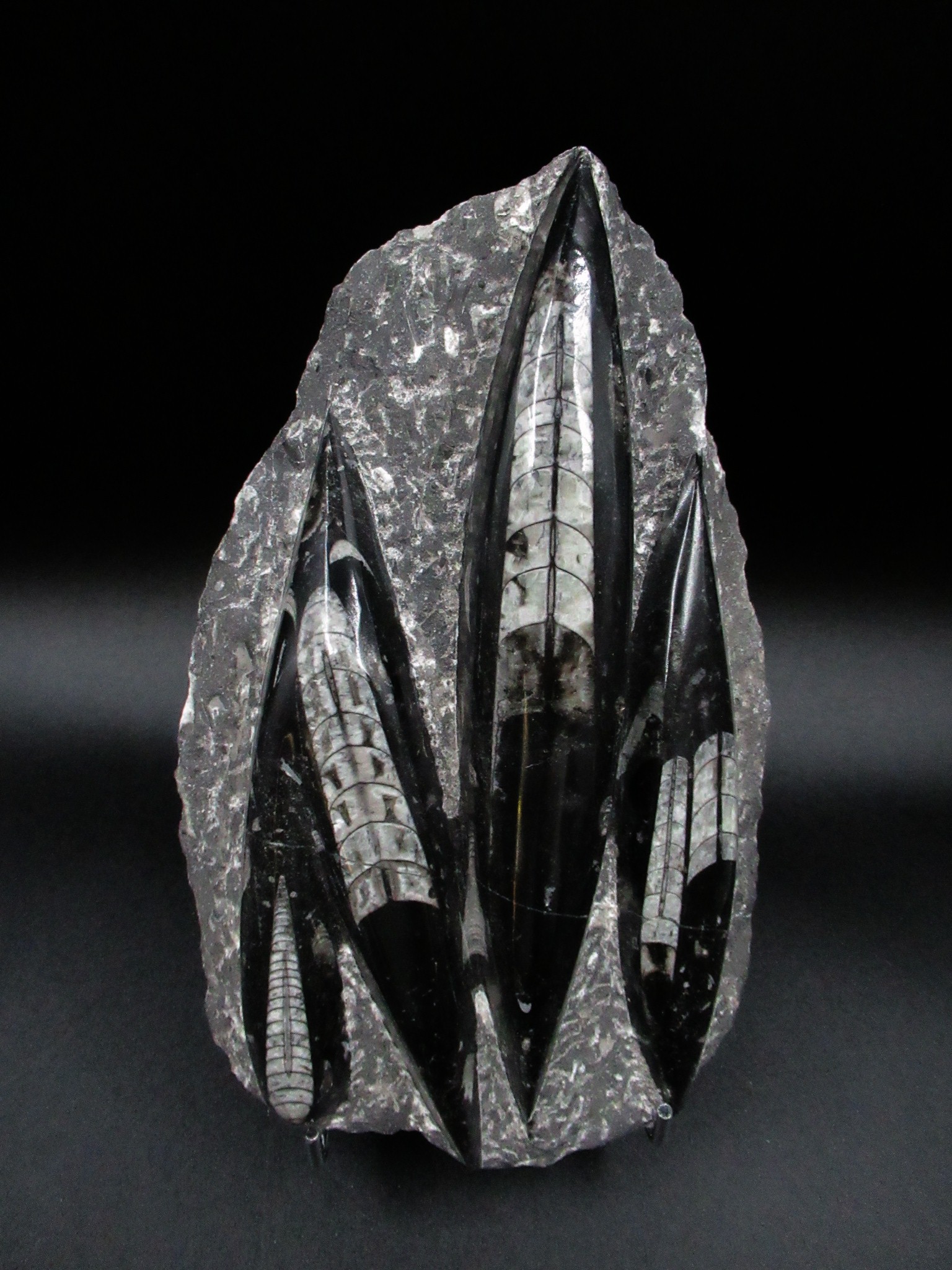 Morocco Devonian Orthoceras Mortality Plate 5 | Fossils for Sale Genuine Devonian Age Orthoceras Mortality Plate Fossils for Sale from Morocco #5