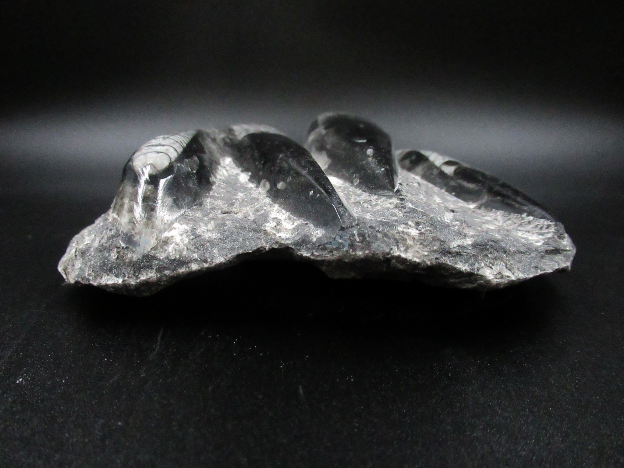 Morocco Devonian Orthoceras Mortality Plate 5a | Fossils for Sale Genuine Devonian Age Orthoceras Mortality Plate Fossils for Sale from Morocco #5a