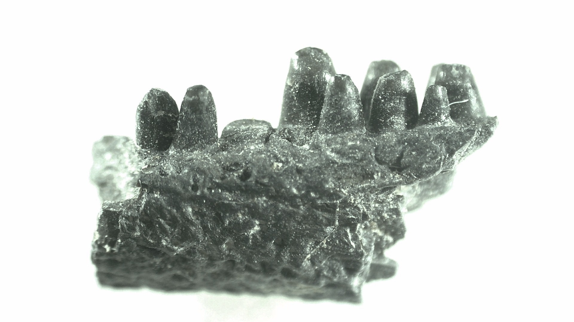 Oklahoma Permian Captorhinus Jaw 51 | Fossils for Sale General Permian Age Captorhinus Jaw Fossils From Oklahoma For Sale #51