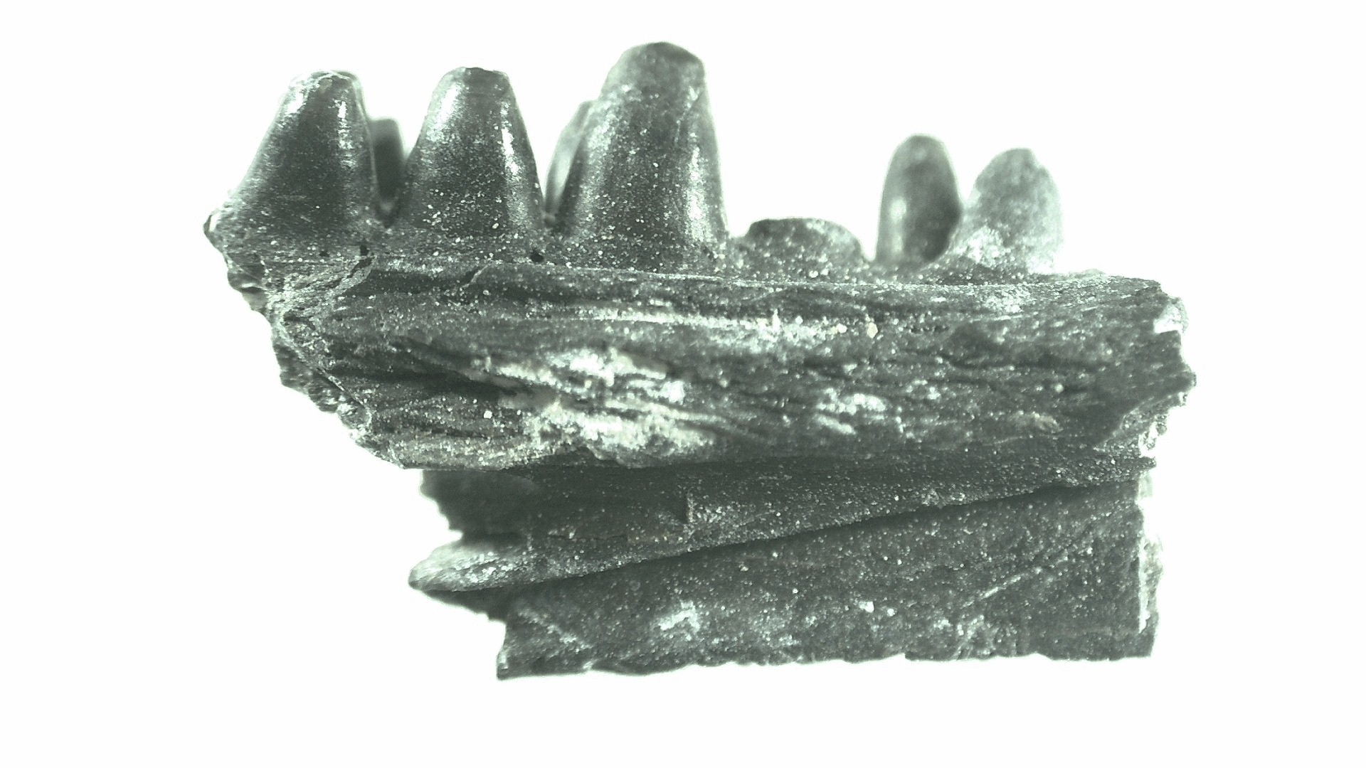Oklahoma Permian Captorhinus Jaw 51a | Fossils for Sale General Permian Age Captorhinus Jaw Fossils From Oklahoma For Sale #51a