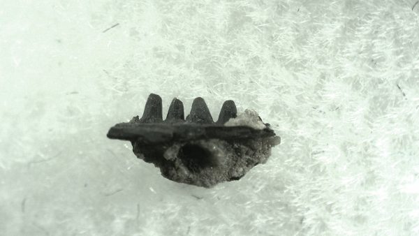 General Permian Age Captorhinus Jaw Fossils From Oklahoma For Sale #56a