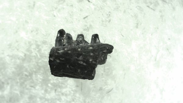 General Permian Age Captorhinus Jaw Fossils From Oklahoma For Sale #60a