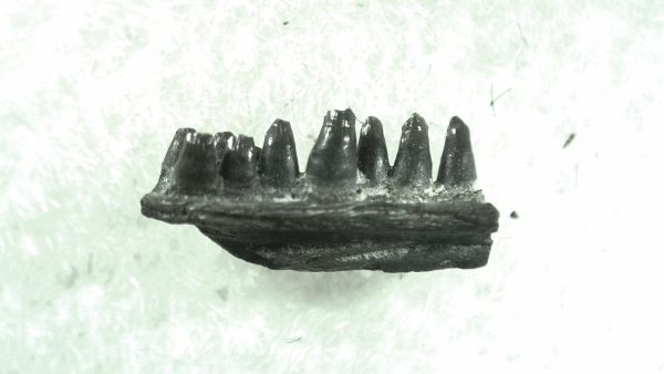 General Permian Age Captorhinus Jaw Fossils From Oklahoma For Sale #63a