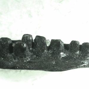 General Permian Age Captorhinus Jaw Fossils From Oklahoma For Sale #69