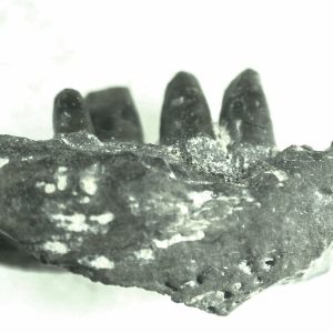 General Permian Age Captorhinus Jaw Fossils From Oklahoma For Sale #70