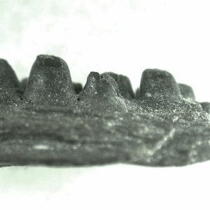 General Permian Age Captorhinus Jaw Fossils From Oklahoma For Sale #71