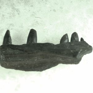 General Permian Age Captorhinus Jaw Fossils From Oklahoma For Sale #73