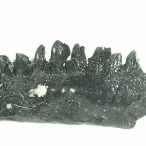 General Permian Age Captorhinus Jaw Fossils From Oklahoma For Sale #74