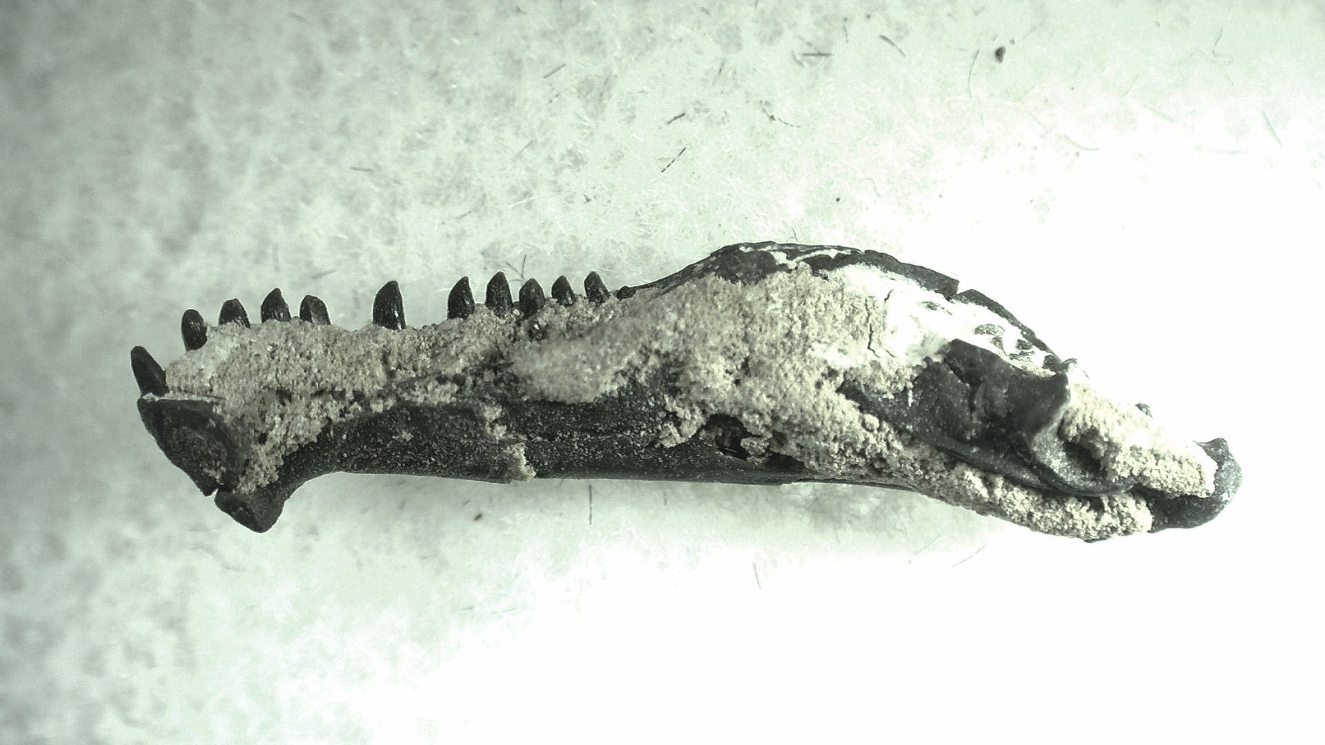 Oklahoma Permian Captorhinus Jaw 76 | Fossils for Sale General Permian Age Captorhinus Jaw Fossils From Oklahoma For Sale #76